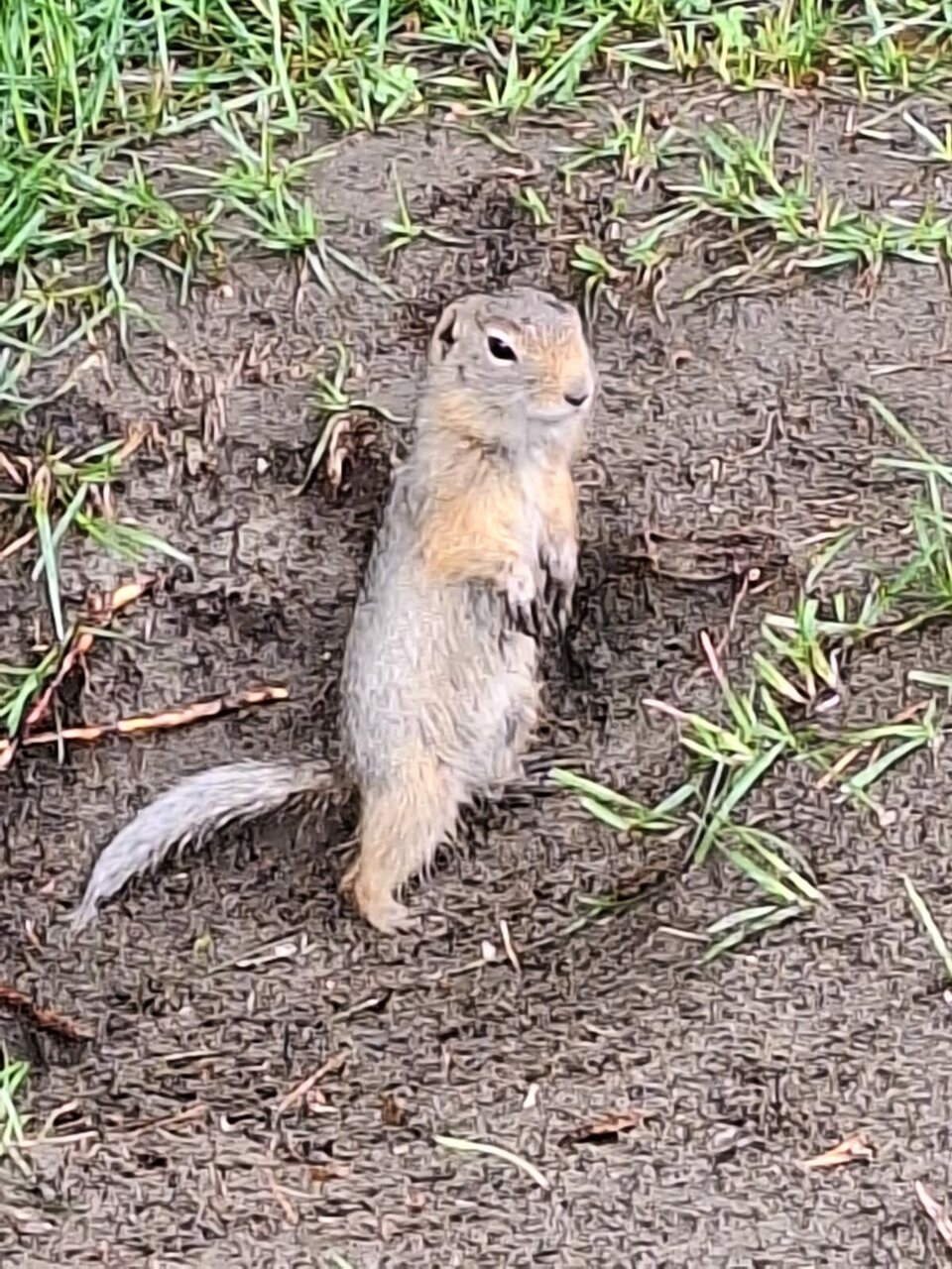 Гостиница Усадьба Славная Чепош-192