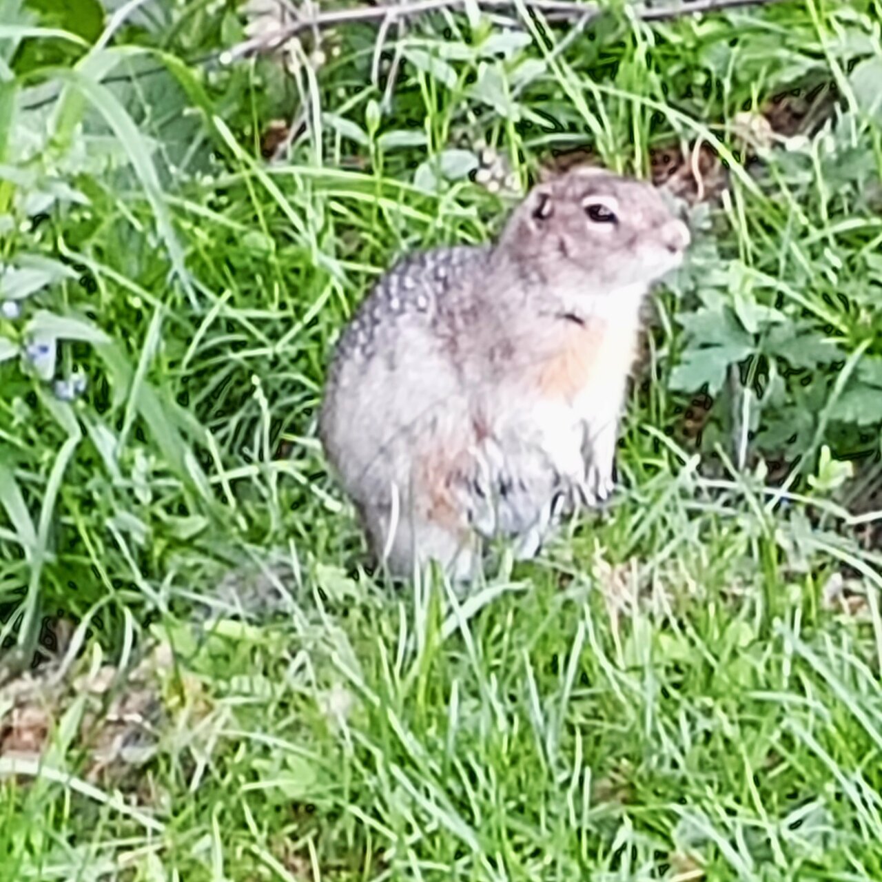 Гостиница Усадьба Славная Чепош-36